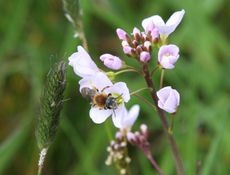 Wiesenschaumkraut-L 042.jpg